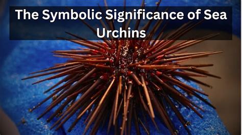 sea urchin spiritual meaning